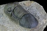 Paralejurus Trilobite Fossil - Excellent Preparation #69735-3